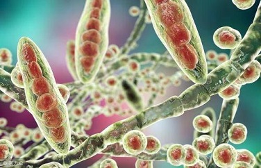 真菌毒素 真菌毒素