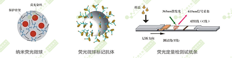 時間分辨熒光納米微球標記技術(shù)