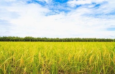 糧食嘔吐毒素 糧食嘔吐毒素