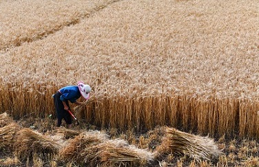 小麥嘔吐毒素 小麥嘔吐毒素